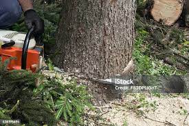 How Our Tree Care Process Works  in  Duluth, MN