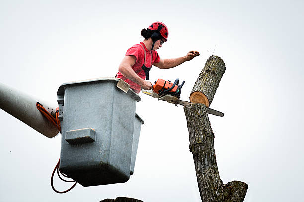 Mulching Services in Duluth, MN