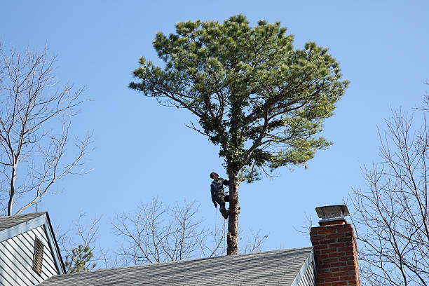 Reliable Duluth, MN Tree Care Solutions